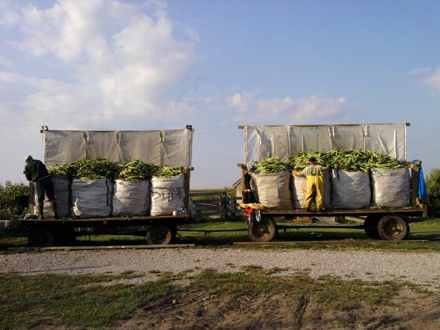 Corn load5.jpg